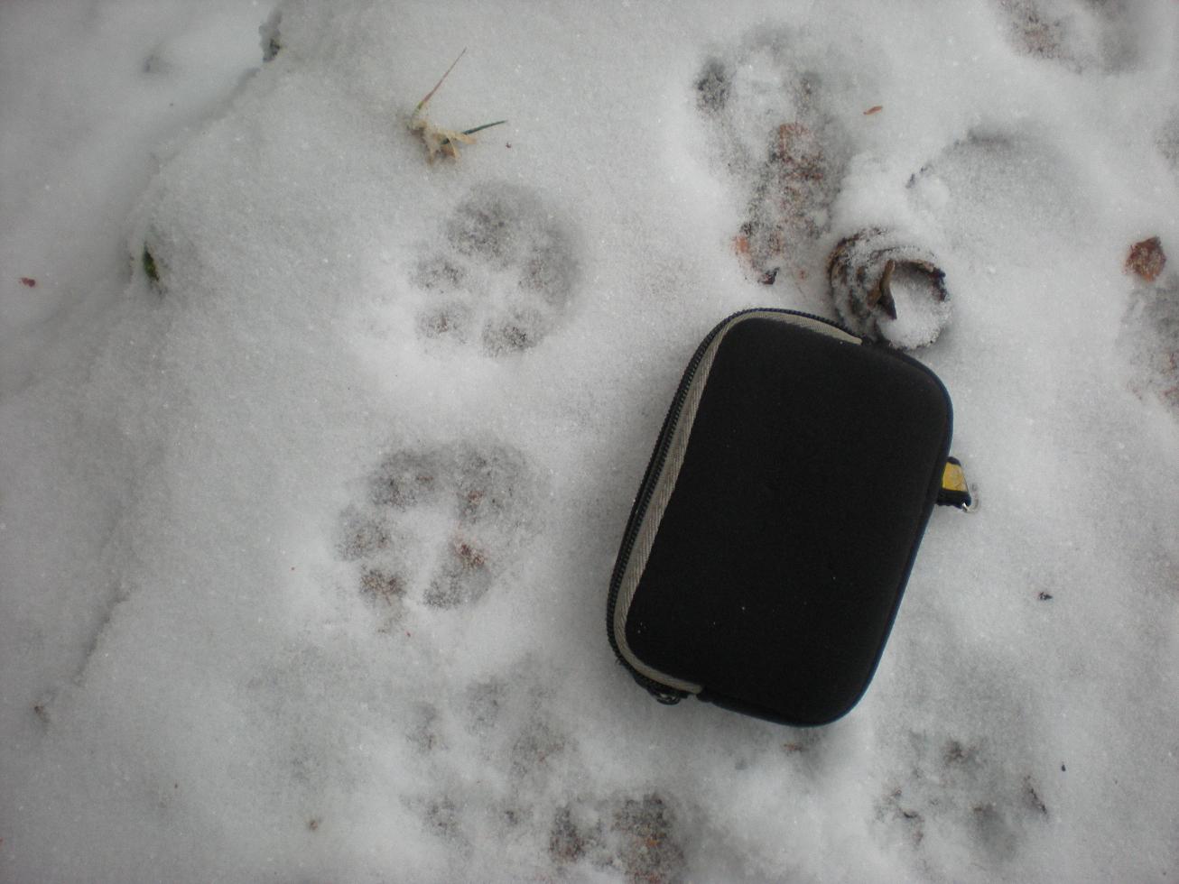 Lince nelle Alpi